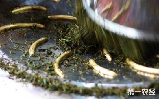 水仙茶的制作工艺水仙茶的加工方法与步骤
