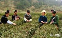 完善茶叶品牌完整产业链防止茶贱伤农的情况