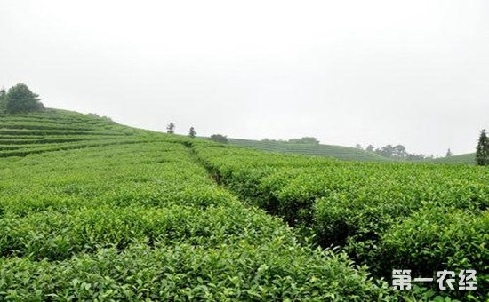 推广茶文化打造茶品牌让纳溪茶叶走上国际化