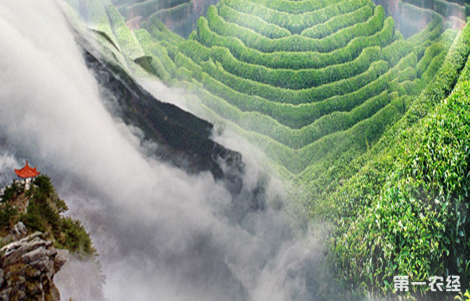庐山云雾茶的功效与作用有哪些？