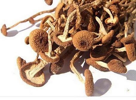 茶树菇价格多少钱一斤,茶树菇怎样分等级,茶树菇功效与作用