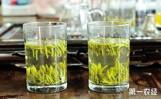 喝望海茶有哪些好处呢？望海茶的功效与作用