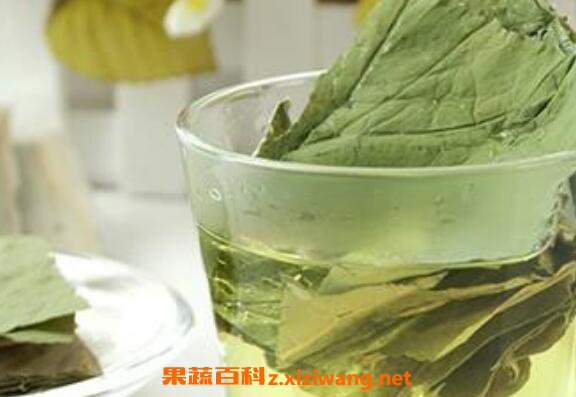 荷叶茶的功效与作用荷叶茶的副作用