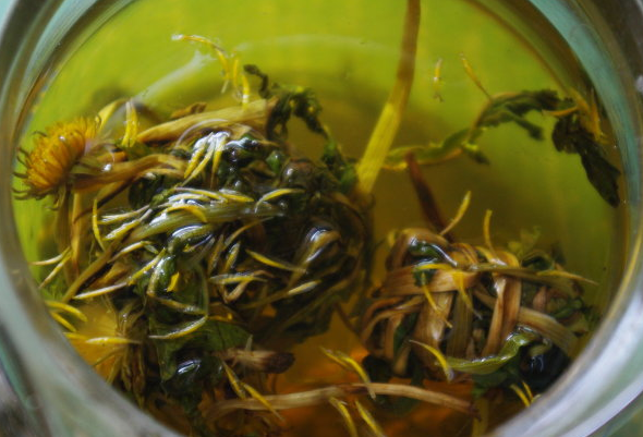蒲公英茶的功效与作用蒲公英茶药用价值