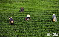 中国茶叶种植面积和产量，牢牢站稳世界首位！