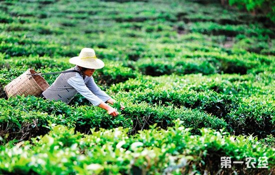 海南：茶叶种植面积萎缩打造茶叶生产优势区