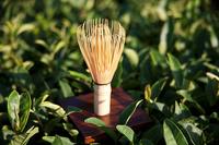 科普：中国茶历史文化以及茶叶种植介绍