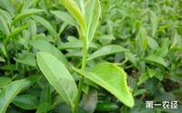 白芽奇兰茶怎么种？白芽奇兰茶的种植技术