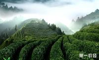 湘西古丈:种植有机茶叶圆脱贫梦推进茶旅融合促产业升级