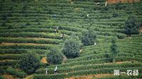 江西龙南:种植有机茶做长产业链巧打生态牌开发茶旅项目