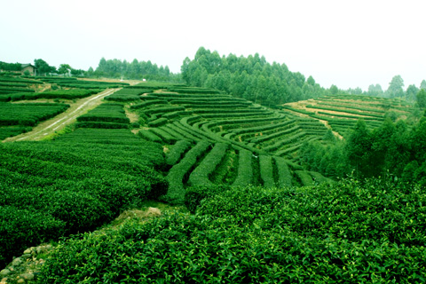 福建南平茶叶种植经济绿肥3种主要模式