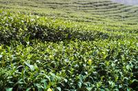 如何才能提高种植高档茶叶的产量？