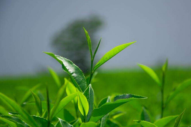 茶叶中和人体健康关系密切的组织成分