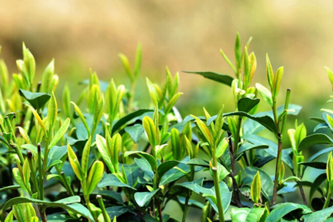 茶叶中的哪些成分对人体健康有益呢