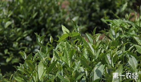 山东日照：严格把控茶叶原料推动茶产业健康发展
