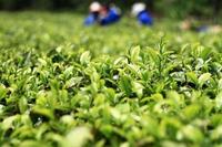 高新科技草本提煉成的茶葉也能排毒保健
