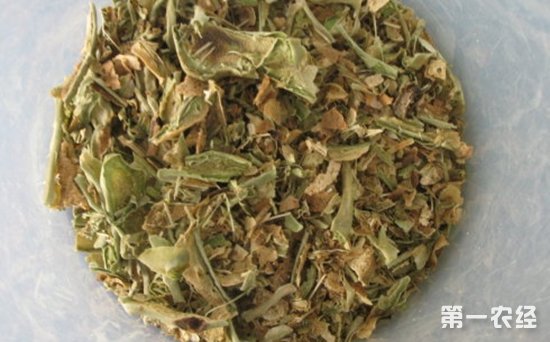保健养生茶：用仙人掌茶治胃病的食用方法