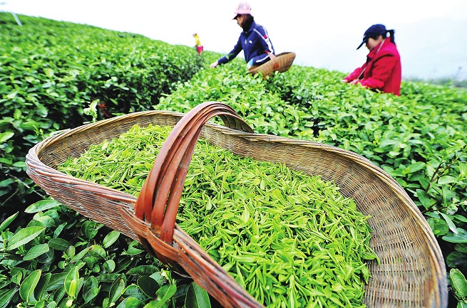 春季喝茶有助于养生春季养身茶的喝法