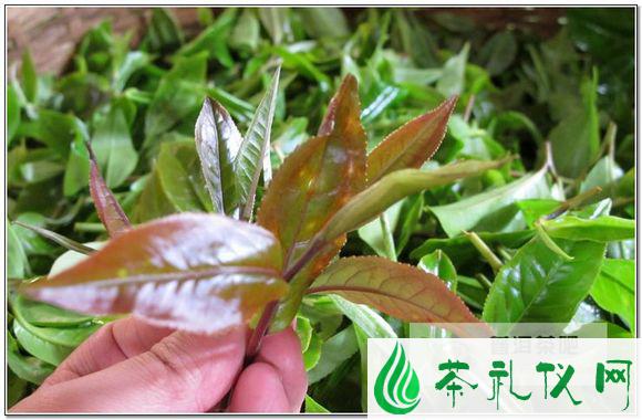 普洱茶中的野生极品“紫芽茶”
