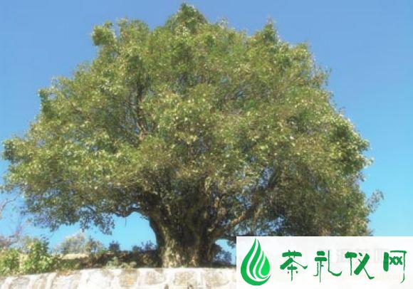 普洱茶树的品种
