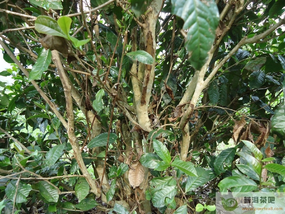普洱茶树什么时候是成熟期与采摘期？