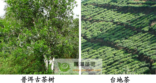 普洱古树茶与台地茶存在的差异