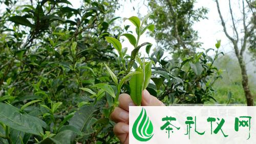 普洱茶大叶种和小叶种的区分
