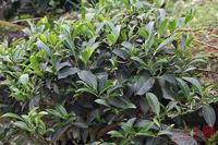 解析“春水秋香”不同季节的茶叶特点