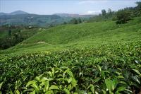 茶树知识解析：茶叶生长在什么样的地方