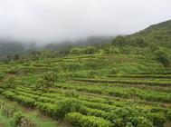 为什么在雨季古树茶很少采摘？