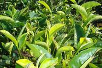 茶知识之茶新品种“长叶白毫”的介绍