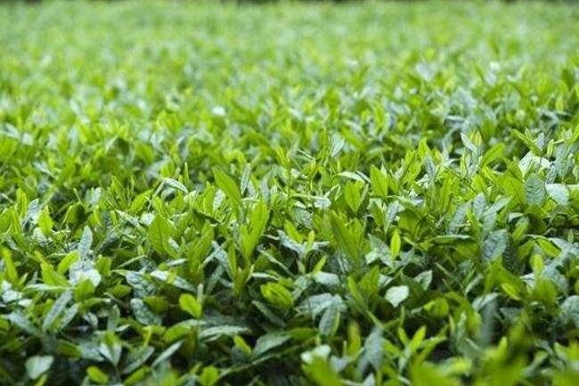 茶知识之茶叶品质应该如何记录呢