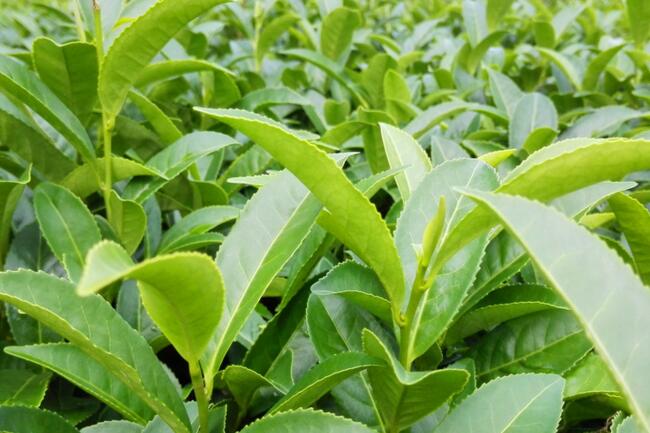 茶叶含有丰富营养物质能够抵抗幅射损伤