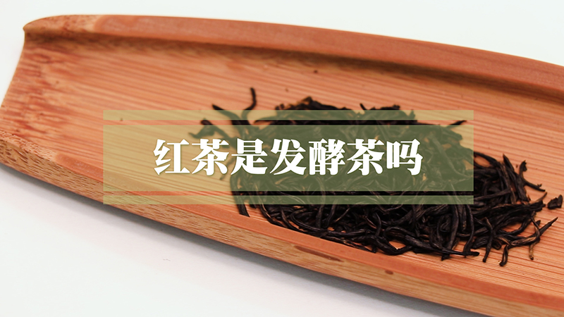 红茶是发酵茶