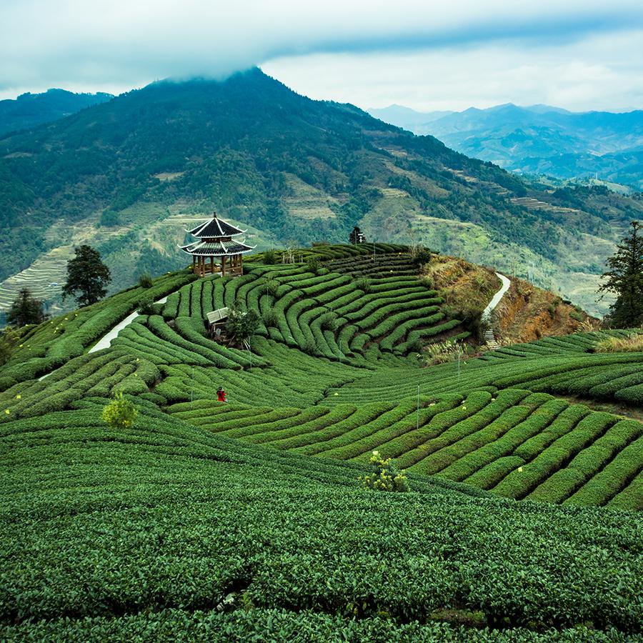 中国茶文化起源流传的重要茶园