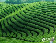 中国茶文化——绿、红、白、黄、黑
