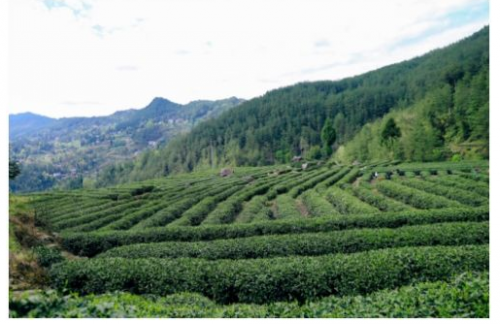 帝升集团推进万亩茶叶基地建设茶文化产业链齐发展