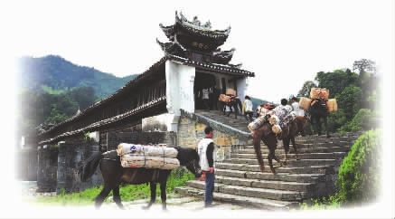 湖南安化：茶文化的老字号与弄潮儿