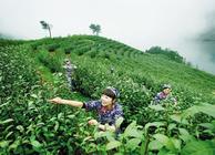 【中国茶叶文化】茶的起源与传说