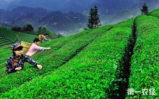 茶博会在天津开幕促进茶文化传承