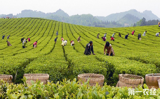 依托茶文化和茶园发展茶旅湄潭县打造特色茶旅度假城