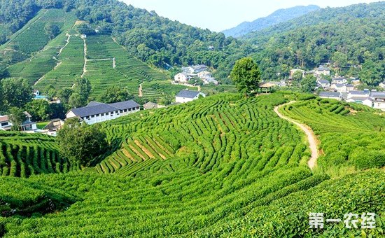 茶叶产区打造茶文化旅游推进茶旅游发展