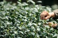 中国茶文化：杭州径山茶的文化知识介绍