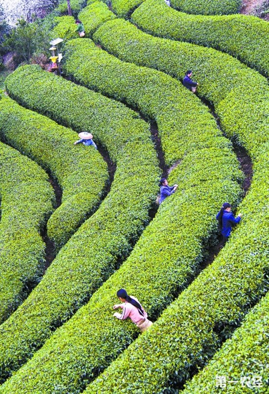 古丈县：获评有机茶之乡建茶文化一条街