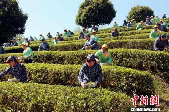 长沙茶文化旅游节邀游客同采新茶
