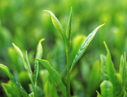茶叶生长对气候条件的要求！