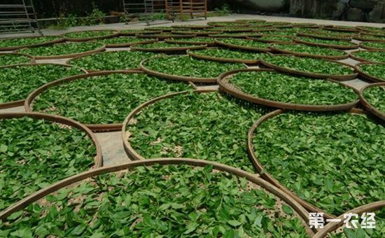 重振海南茶叶产业发展海南茶文化