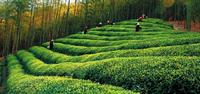 桂東玲瓏茶的產地及特點