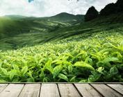 重慶特產茶葉之永川秀芽茶葉的具體介紹