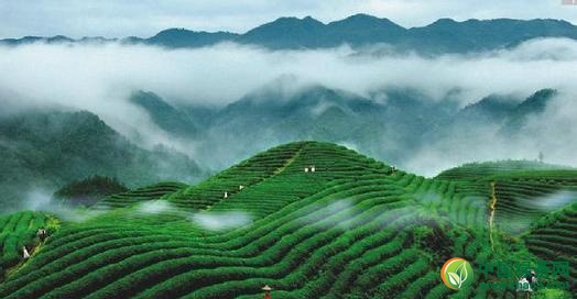 中国十大名茶――庐山云雾